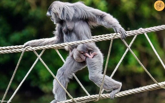 تولد یک گیبون نقره‌ای نادر
