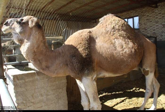 تصاویری از پرورش «حیوان آینده جهان» در ایران | این حیوان به کَشتی بیابان معروف است