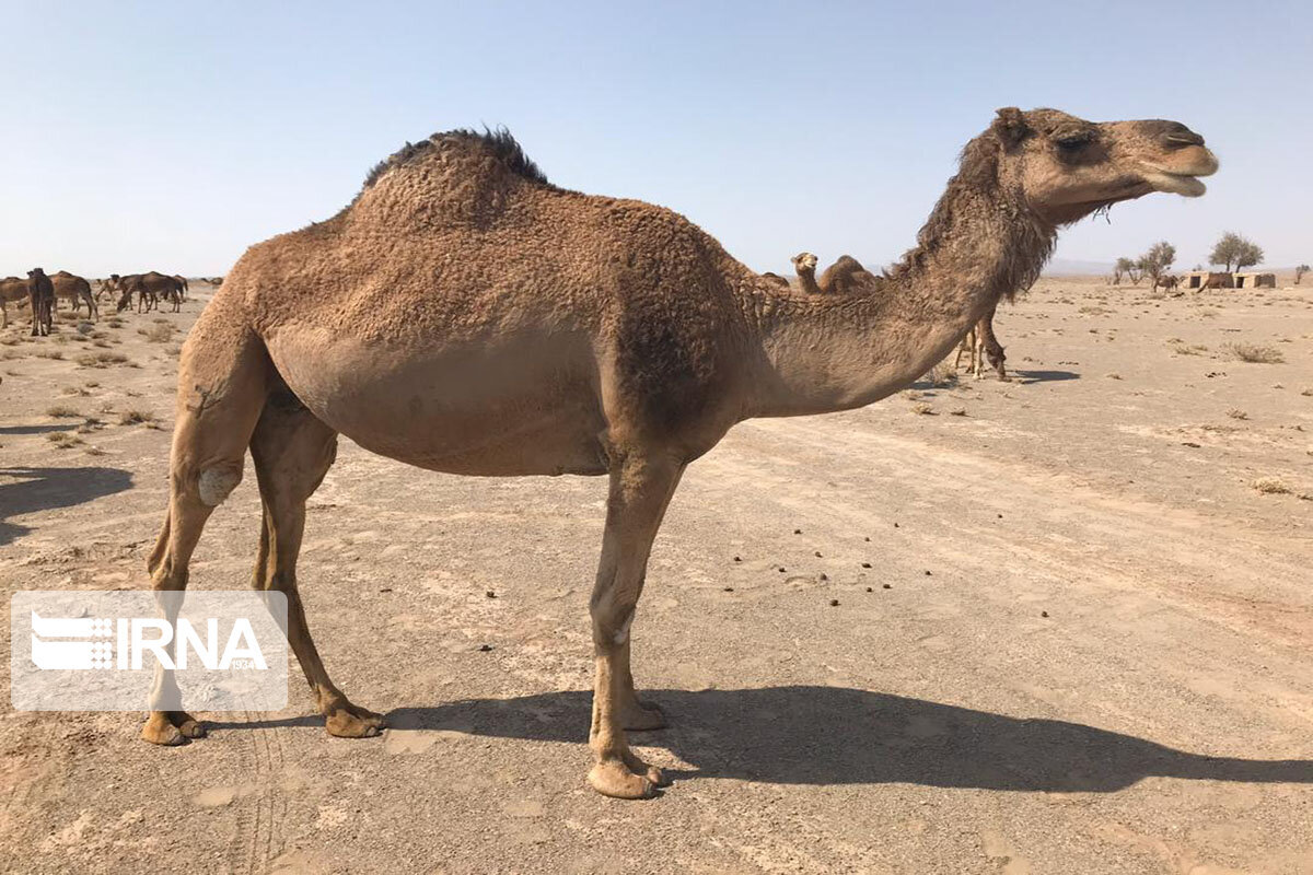 تصاویری از پرورش «حیوان آینده جهان» در ایران | این حیوان به کَشتی بیابان معروف است
