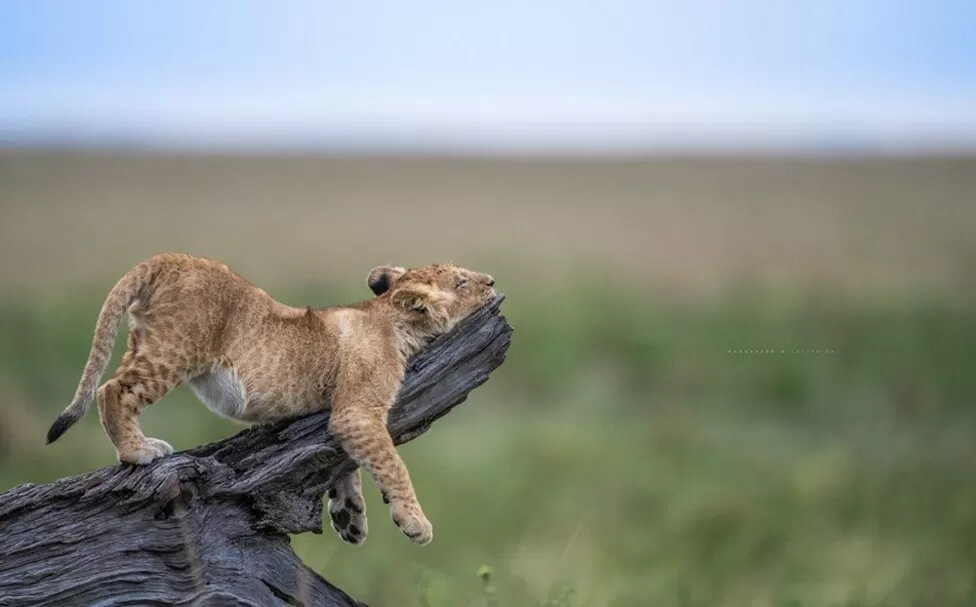 کمدی‌ترین عکس‌های طبیعت؛ از کانگوروی گیتارزن تا شیر خواب‌آلود