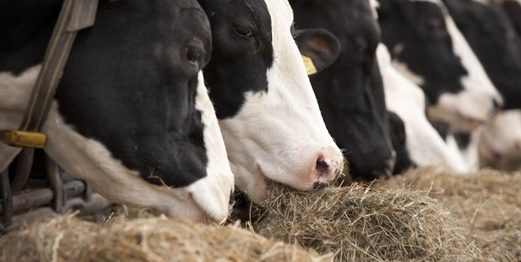 تامین پروتئین خوراک دام از حشرات | دستاورد یک شرکت دانشبنیان