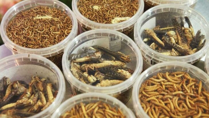 تامین پروتئین خوراک دام از حشرات | دستاورد یک شرکت دانشبنیان