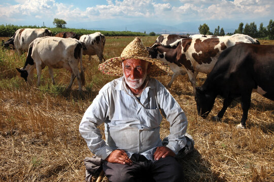 مزرعة گندم پس از برداشت، مي‌تواند سفرة غذاي گاوها شود. مثل همين مزرعه گندم در حوالي جاده گرگان به آق‌قلا كه یک گاودار از يكی از روستاهاي همان حوالي، گاوهايش را براي چرا به داخل آن آورده است.