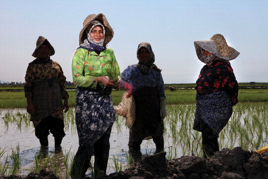 شاليزارهاي استان گلستان، مثل همه شاليزارها در شمال كشور، در بهار پر مي شود از زناني كه در حال نشاء برنج هستند. 