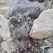 (۱۶+) تصاویر زخمی کردن یک قلاده خرس در مرز ایلام و کرمانشاه | بی رحمی شکارچیان و ناله‌های دلخراش خرس
