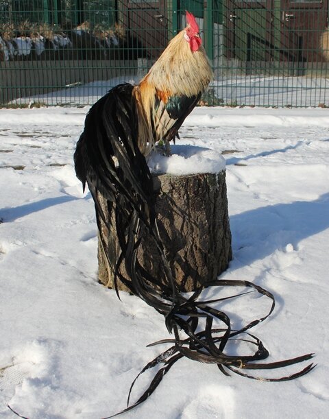 تصاویر | این پرنده در ژاپن به عنوان یک دارایی ملی ثبت شده است ؛ دمدرازترین خروس جهان !