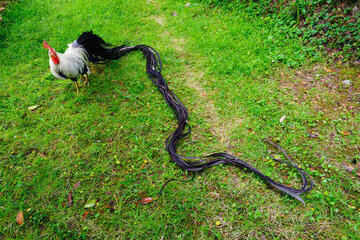 تصاویر | این پرنده در ژاپن به عنوان یک دارایی ملی ثبت شده است ؛ دمدرازترین خروس جهان !