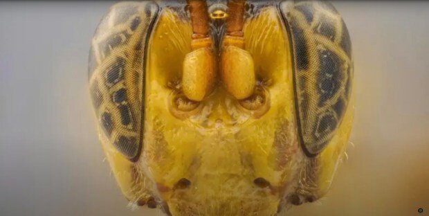 این زنبور طعمهاش را از درون میخورد! | کشف گونه جدید زنبور انگل که در بدن قربانیش تخم میگذارد