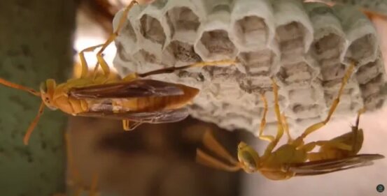 این زنبور طعمه‌اش را از درون می‌خورد! | کشف گونه‌ جدید زنبور انگل که در بدن قربانیش تخم می‌گذارد