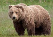 لحظه نجات خرس قهوه‌ای از تله شکارچیان در ایران | عکس