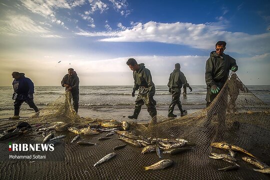 فصل صید ماهی در مازندران