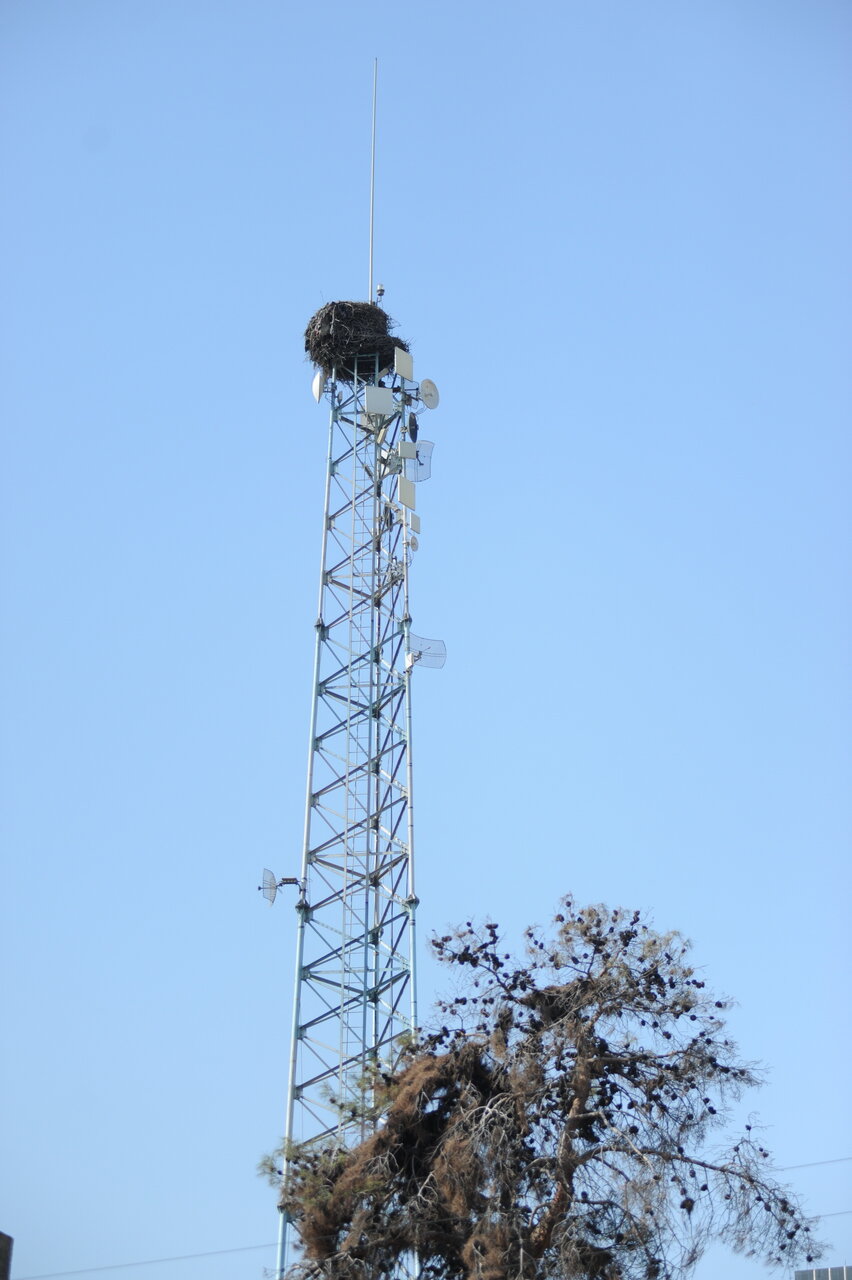 محله استخر روزگاری یونجهزار بود | اهالی چشمانتظار بازگشت لکلکها ماندهاند