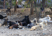حمایت از سگ‌های ولگرد مافیا دارد | پشت‌پرده حامیان تقلبی حیوانات