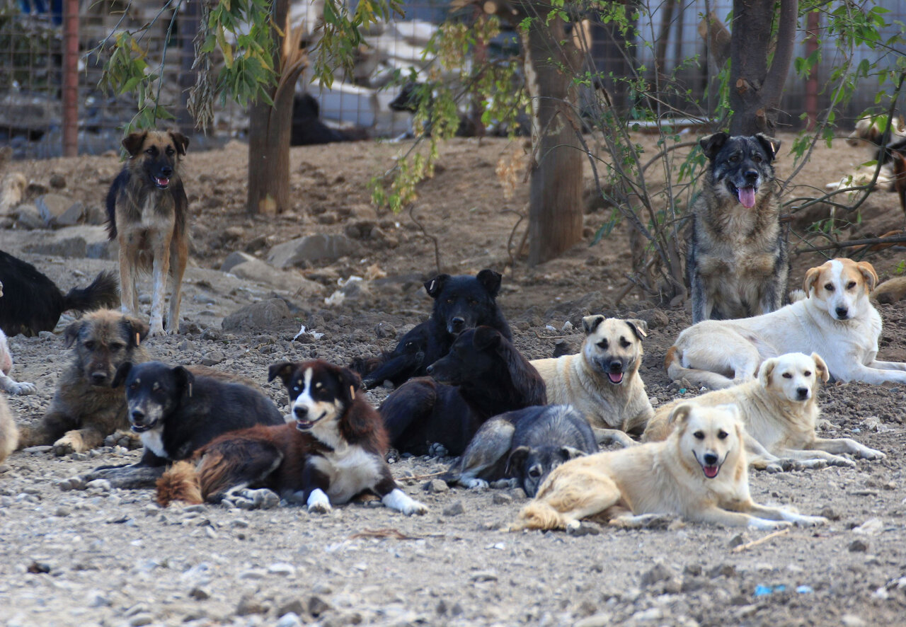 تعیین تکلیف سگ های ولگرد و بدون صاحب | تصویب بودجه برای ساماندهی سگ ها