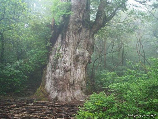 یک درخت ایرانی در بین پیرترین درختان دنیا