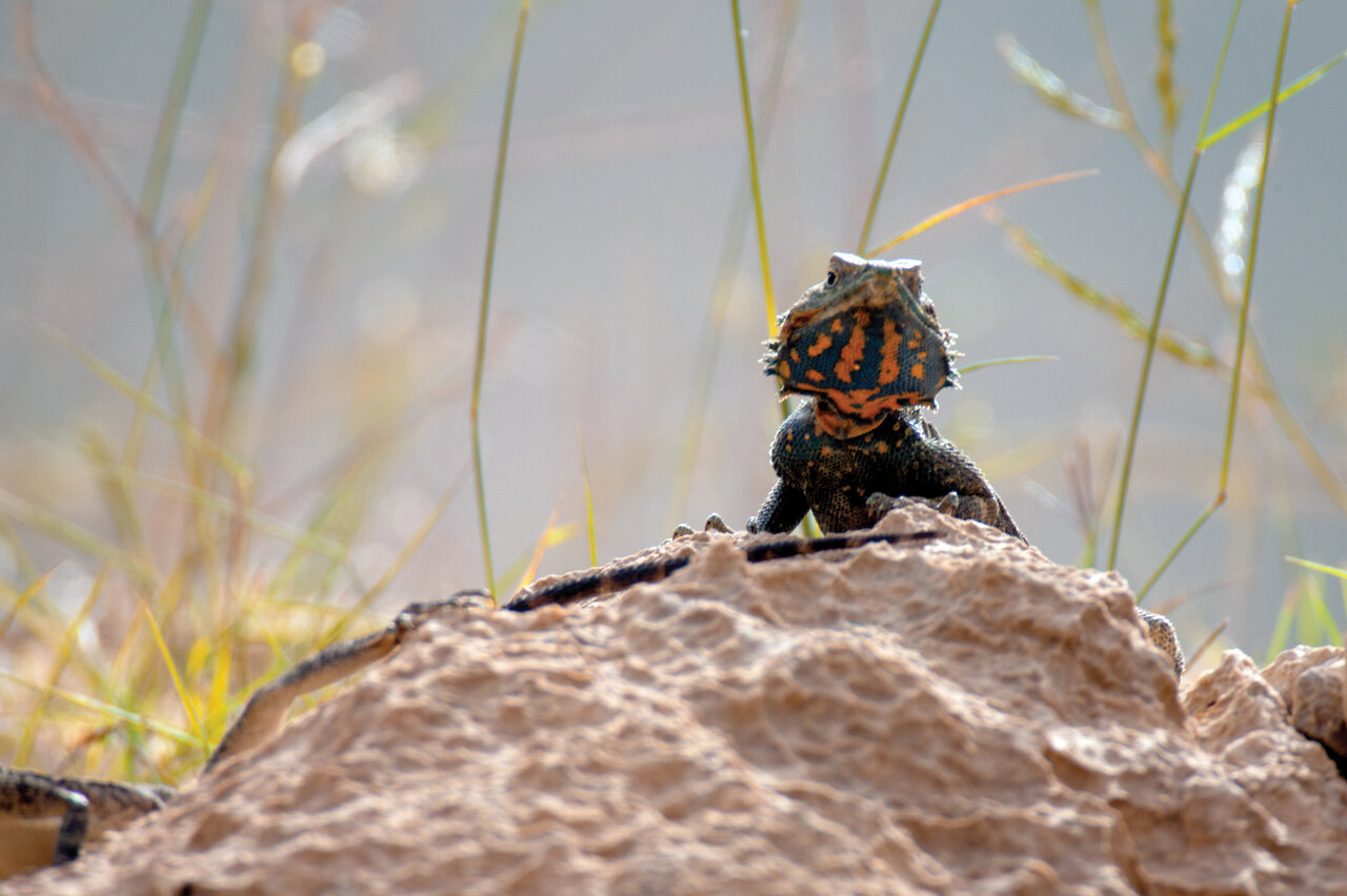 سطح پوشش گیاهی این منطقه از ایران برابر با ۴۵ کشور جهان است