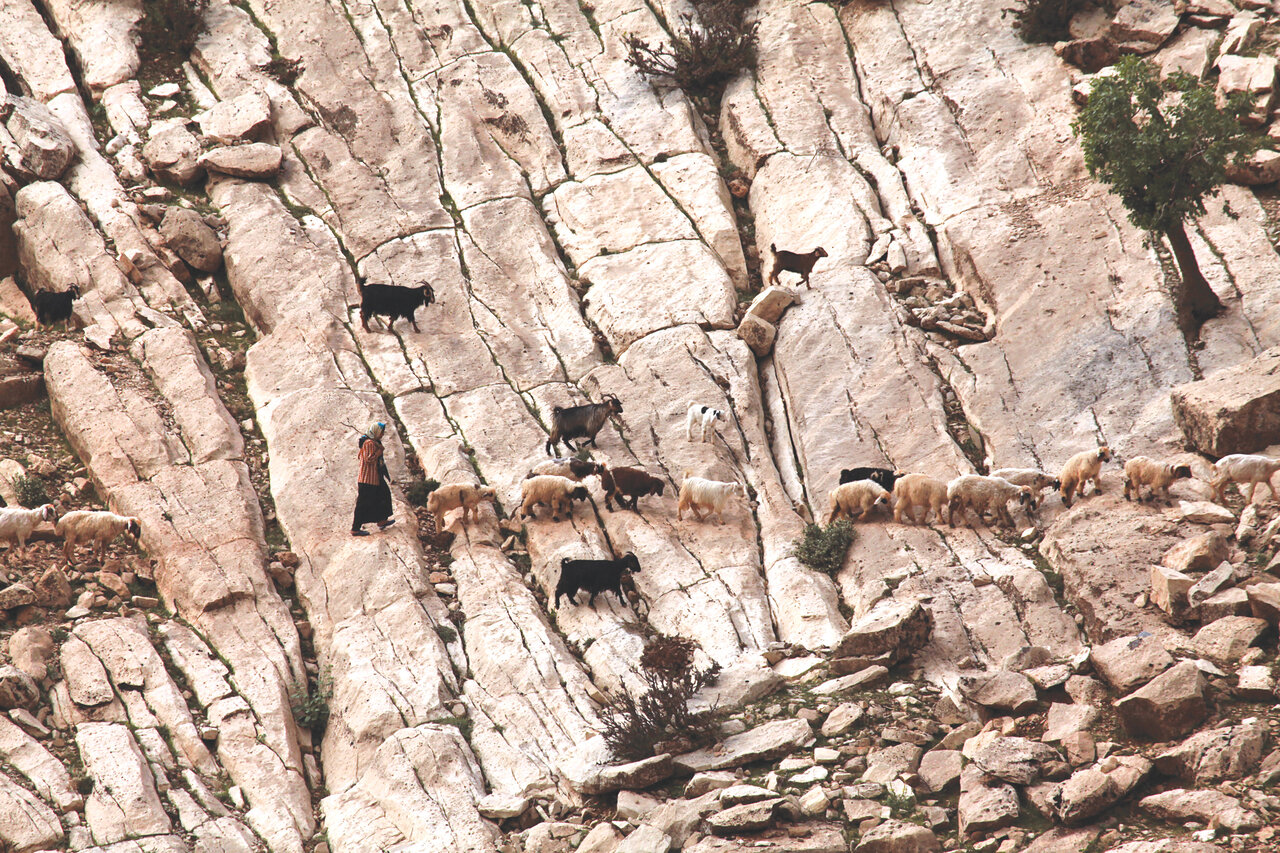 سطح پوشش گیاهی این منطقه از ایران برابر با ۴۵ کشور جهان است