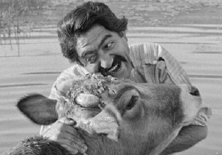 گاو» داریوش مهرجویی را روی پرده سینما ببینید - همشهری آنلاین