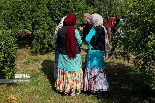 برداشت انار در روستای انبوه