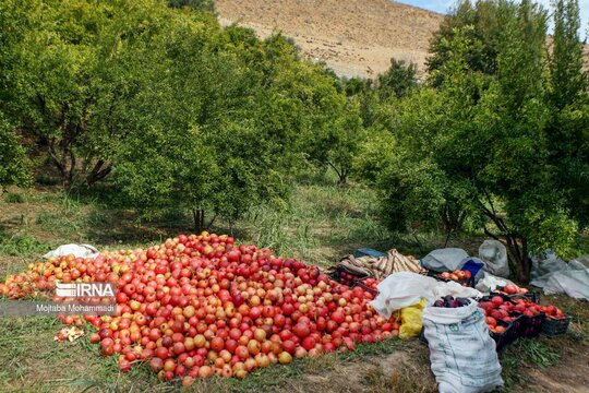 برداشت انار در روستای انبوه