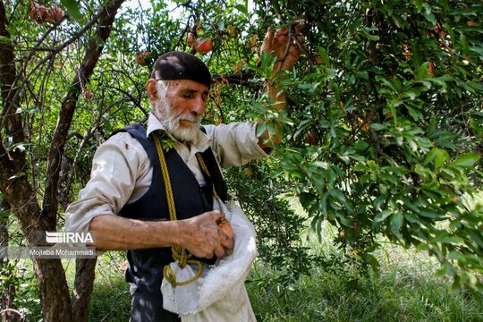 برداشت انار در روستای انبوه