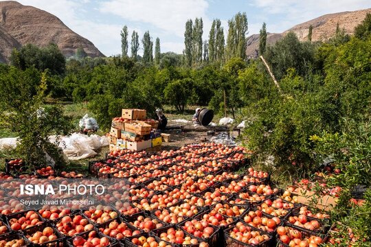 جشن انار روستای انبوه رودبار