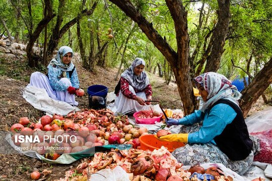 جشن انار روستای انبوه رودبار