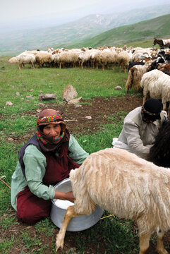 اين زن كه از عشاير ارسباران در استان آذربايجان‌شرقي است، در حال دوشيدن شير روزانه در مسير كوچ است. شير گوسفندان نه تنها تامين‌كننده نياز روزانه غذایی عشاير بلكه يكي از منابع درآمد آنها هم هست.