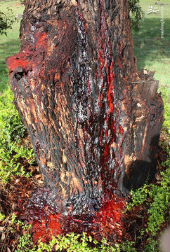 درختی که از تنه‌اش خون می‌چکد!