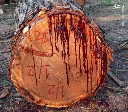 درختی که از تنه‌اش خون می‌چکد!