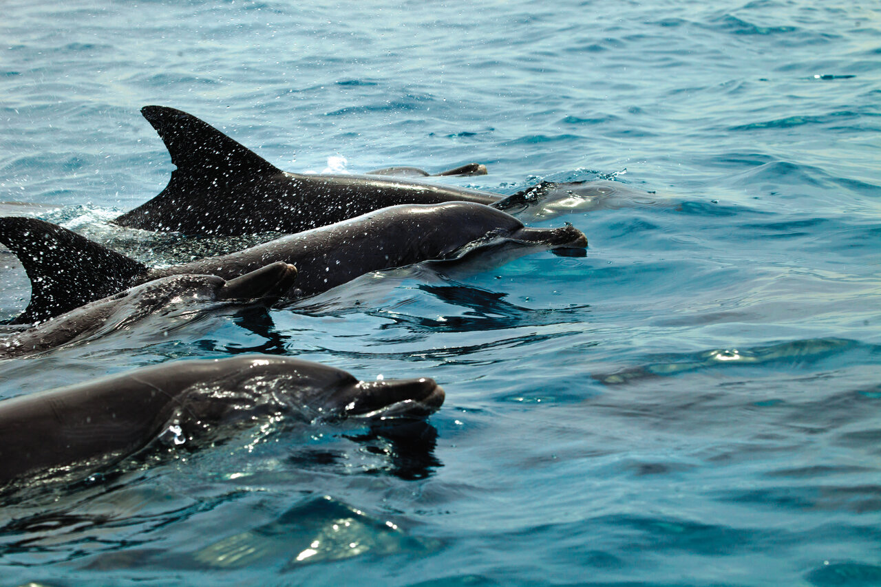 این منطقه از ایران زیستگاه باهوشترین جانور جهان است