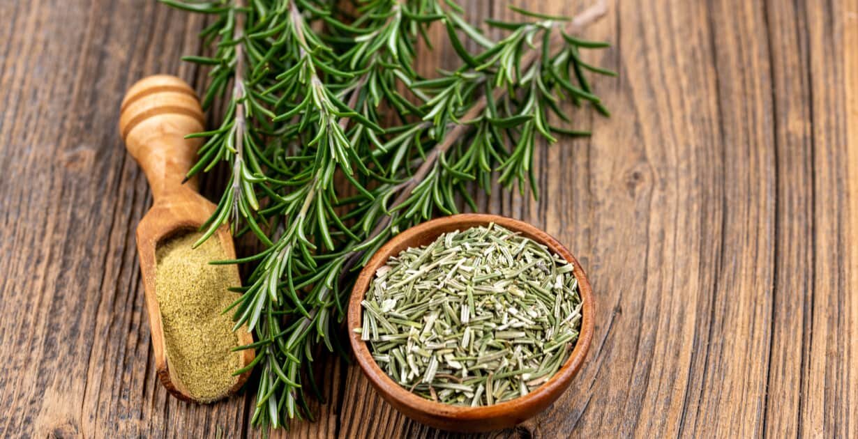 کاشت رزماری در گلدان چگونه است؟ | روش تکثیر گیاه رزماری و نگهداری گلدان رزماری در خانه