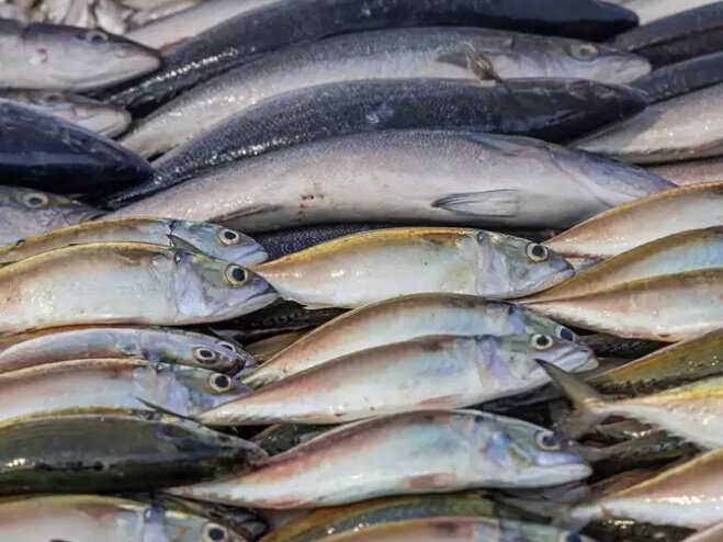 ترفندهایی برای تازه نگه داشتن غذاهای دریایی منجمد | بهترین روش یخ زدایی ماهی بدون تغییر مزه و کیفیت آن