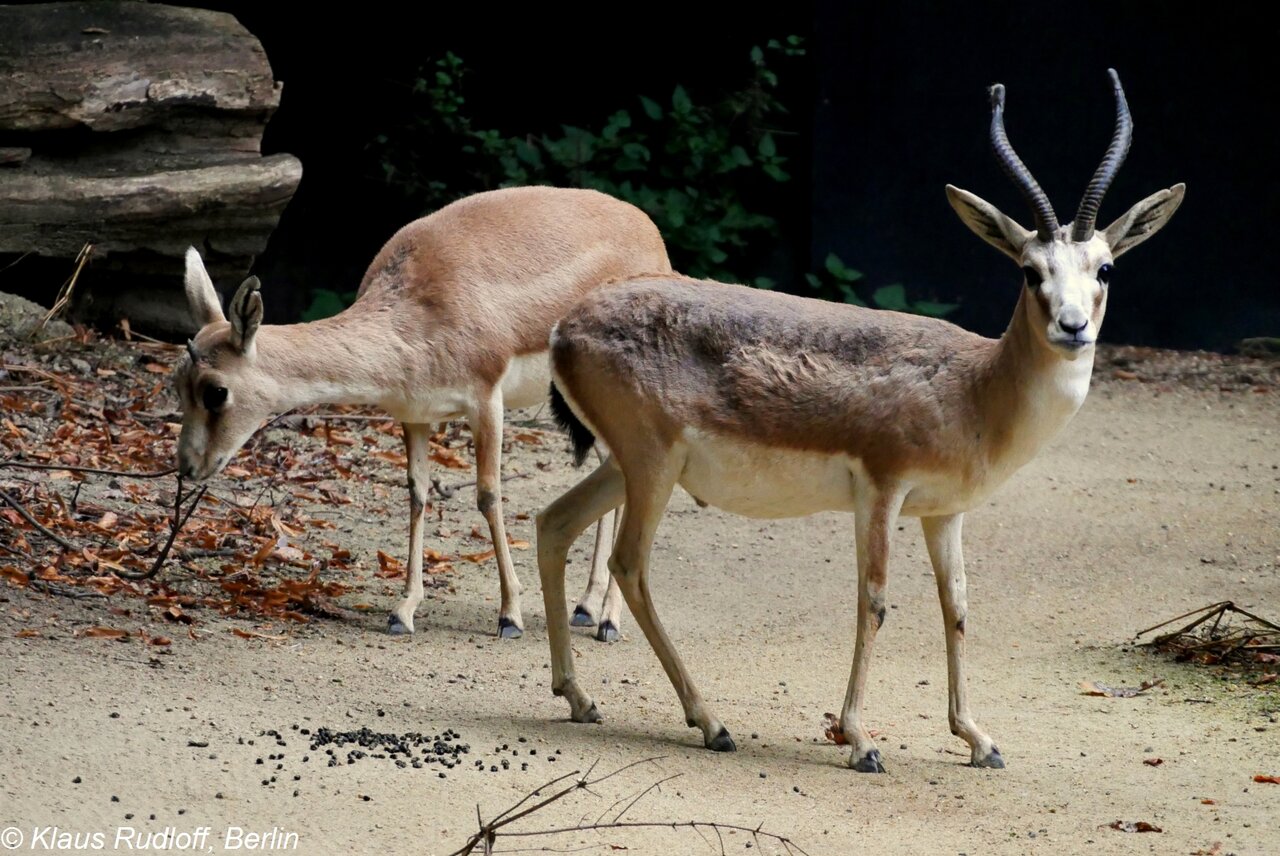ماموریت نجات ۲۳ گونه جانوری در ایران