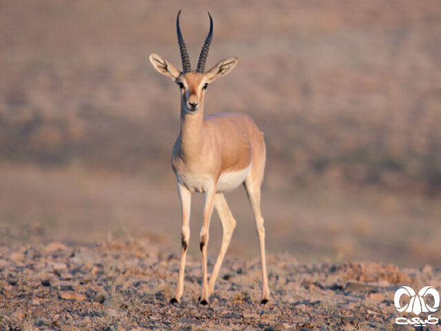 تکثیر در اسارت کدام گونه های حیات وحش در ایران موفق بود؟ | از جبیر و گورخر تا گوزن زرد و آهوی ایرانی