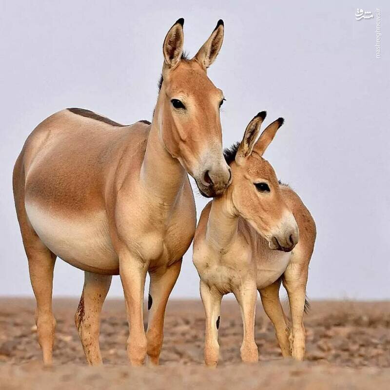 ماموریت نجات ۲۳ گونه جانوری در ایران