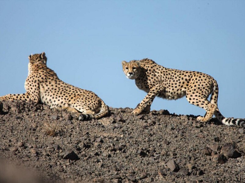 ماموریت نجات ۲۳ گونه جانوری در ایران