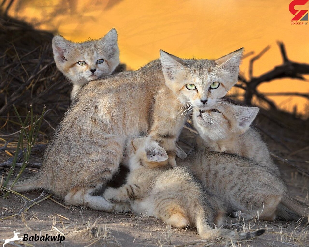 ماموریت نجات ۲۳ گونه جانوری در ایران