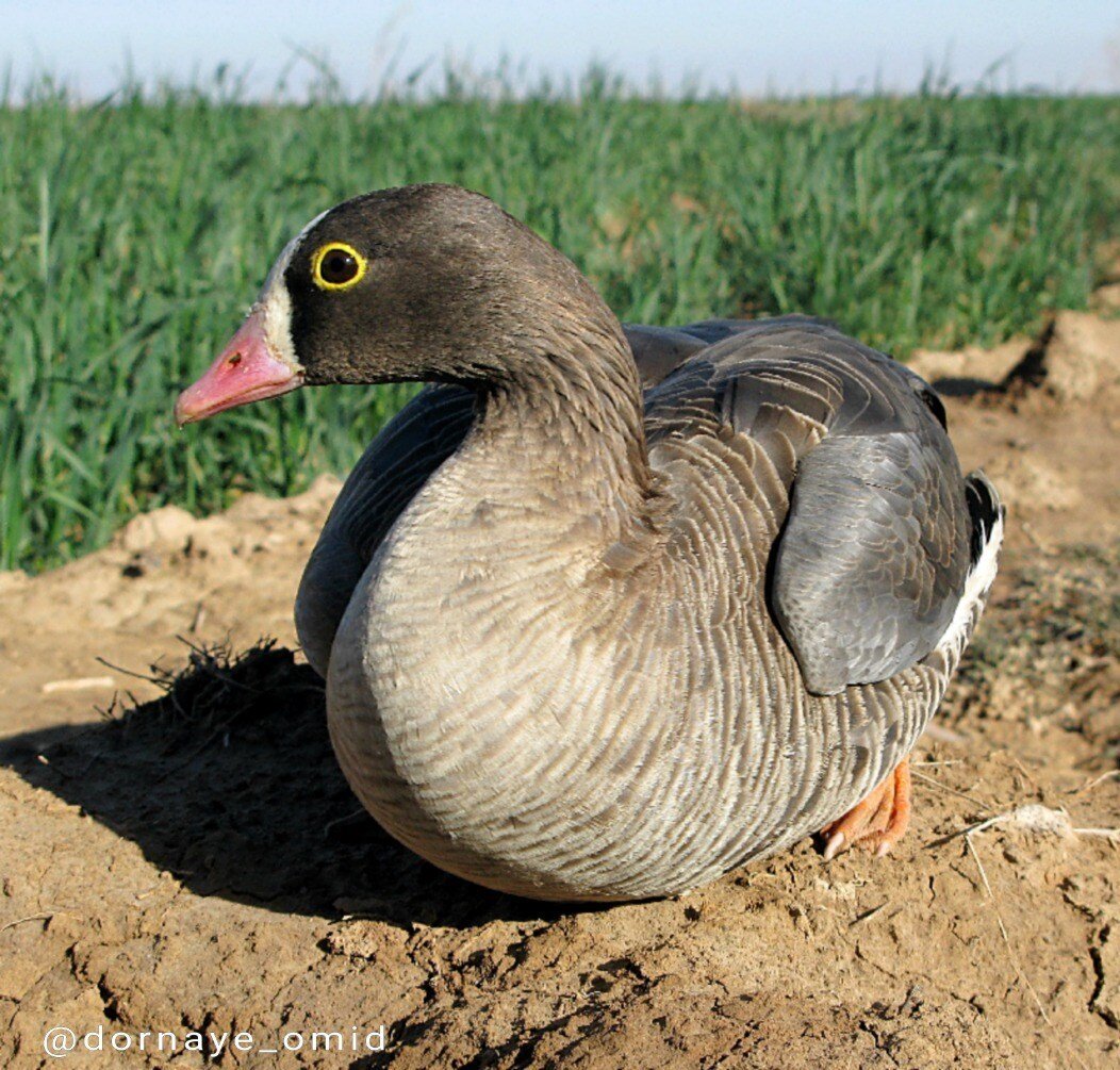 ماموریت نجات ۲۳ گونه جانوری در ایران