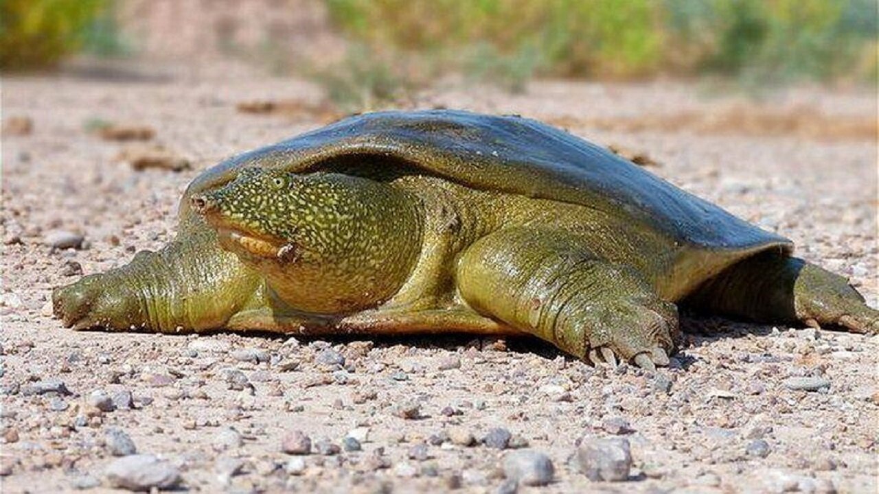 ماموریت نجات ۲۳ گونه جانوری در ایران