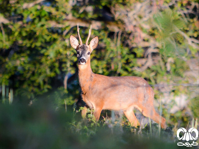 ماموریت نجات ۲۳ گونه جانوری در ایران
