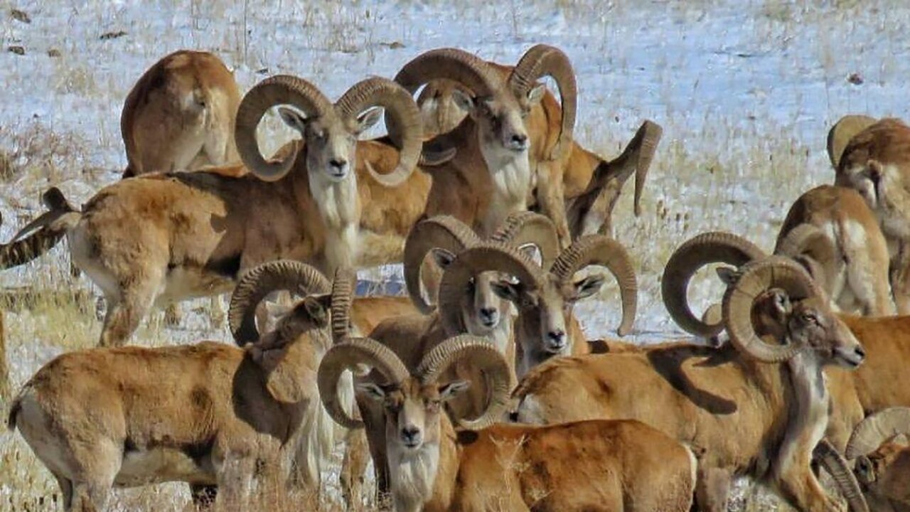 ماموریت نجات ۲۳ گونه جانوری در ایران