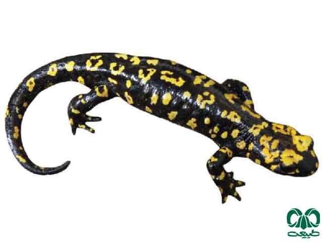 ماموریت نجات ۲۳ گونه جانوری در ایران