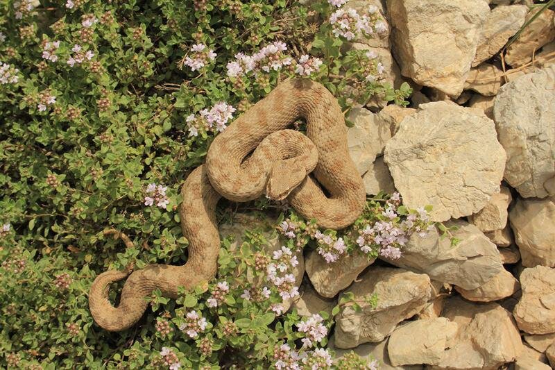 ماموریت نجات ۲۳ گونه جانوری در ایران