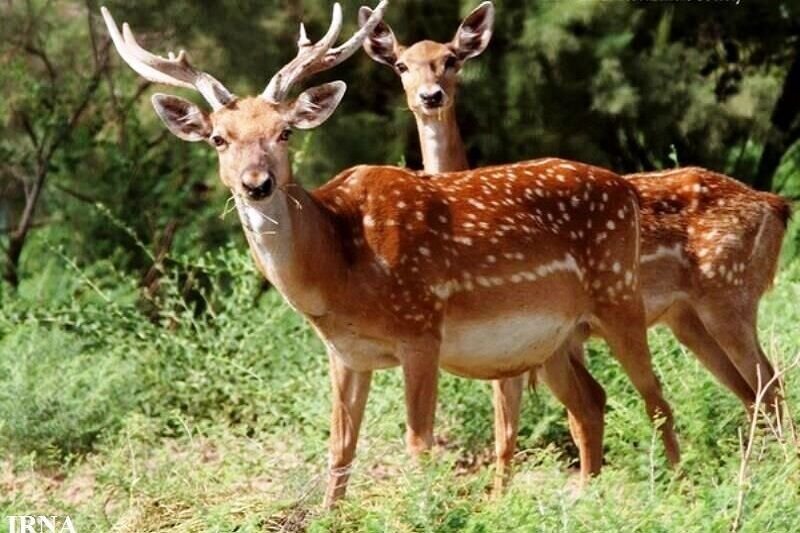 ماموریت نجات ۲۳ گونه جانوری در ایران