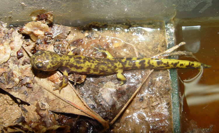 ماموریت نجات ۲۳ گونه جانوری در ایران