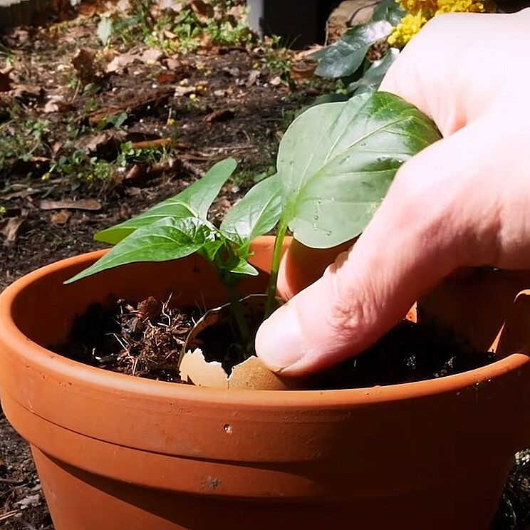 باغبانی در نمایی متفاوت