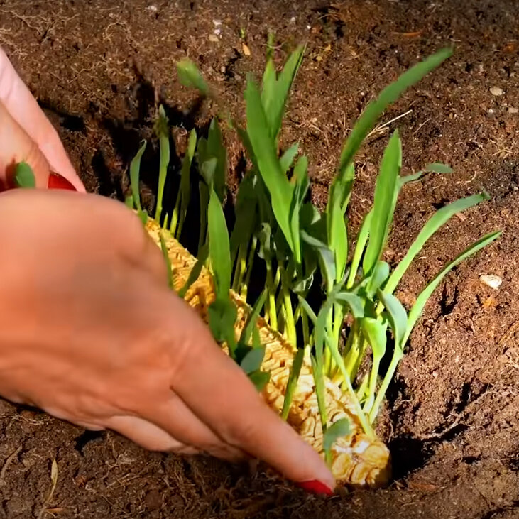 باغبانی در نمایی متفاوت