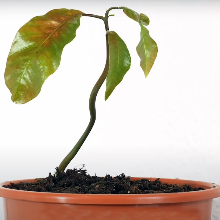 باغبانی در نمایی متفاوت