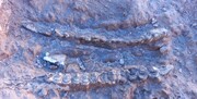 تصاویر کشف ۴۰۰ قطعه فسیل ۱۰ میلیون ساله در مراغه ؛ از ببر دندان شمشیری تا زرافه، کرگدن، فیل و ...